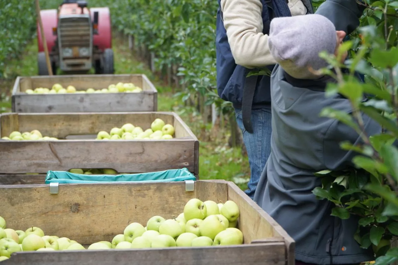 kto zbierze nasze jabłka