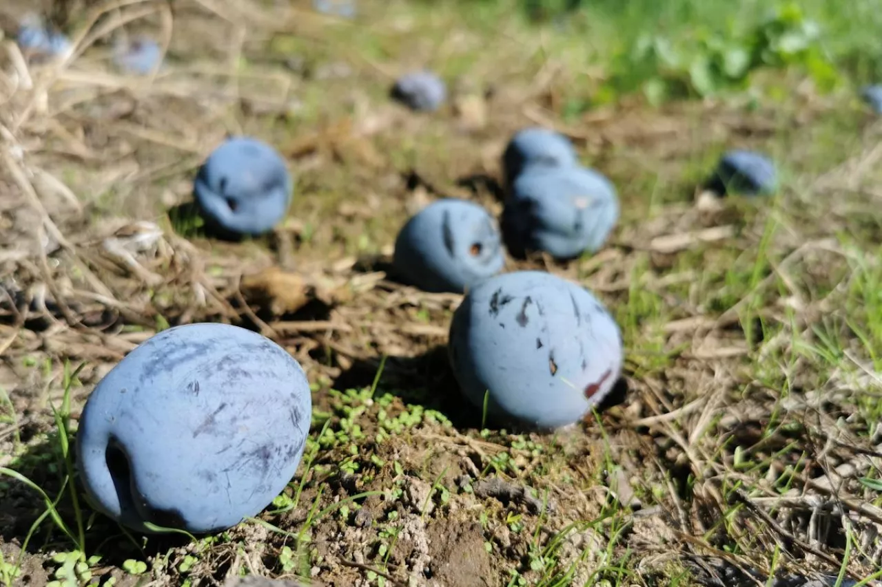 śliwki przemysłowe