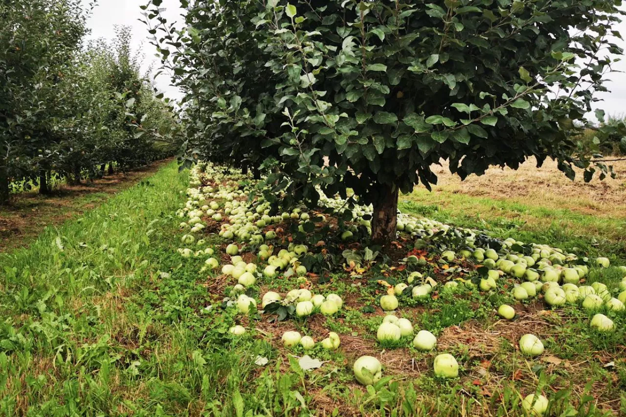 jabłka przemysłowe