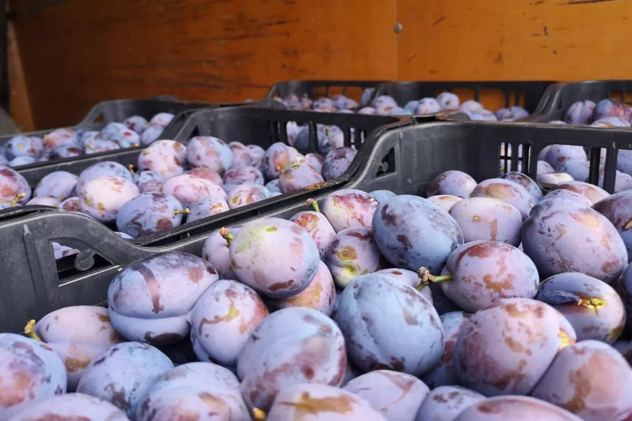 sliwki na broniszach