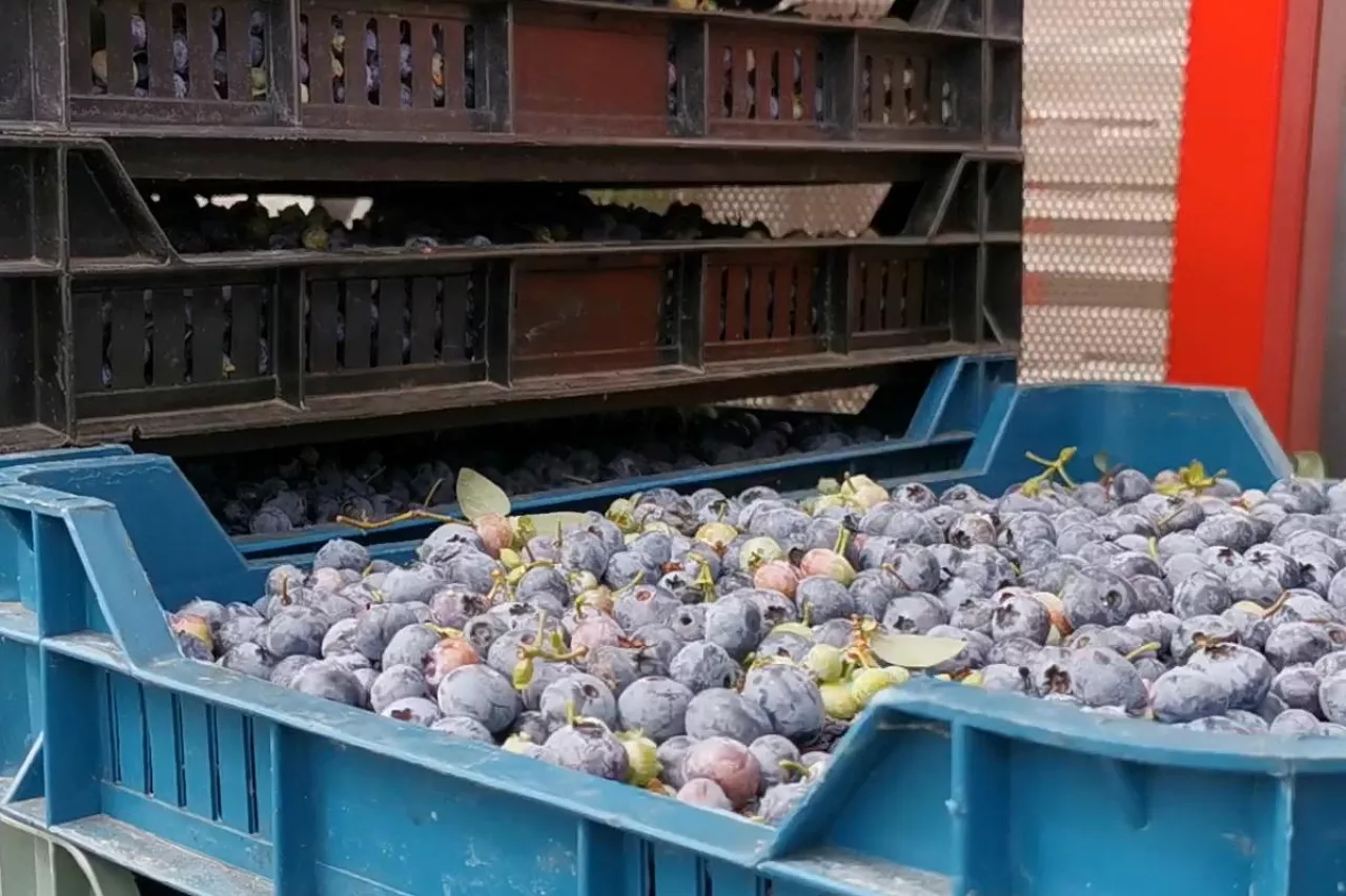 borówki ceny w skupie