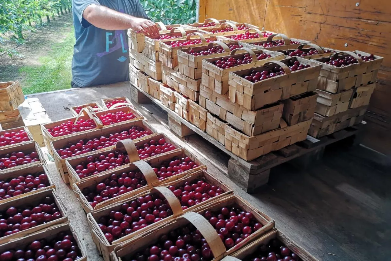 deserowe odmiany wiśni na rynkach hurtowych
