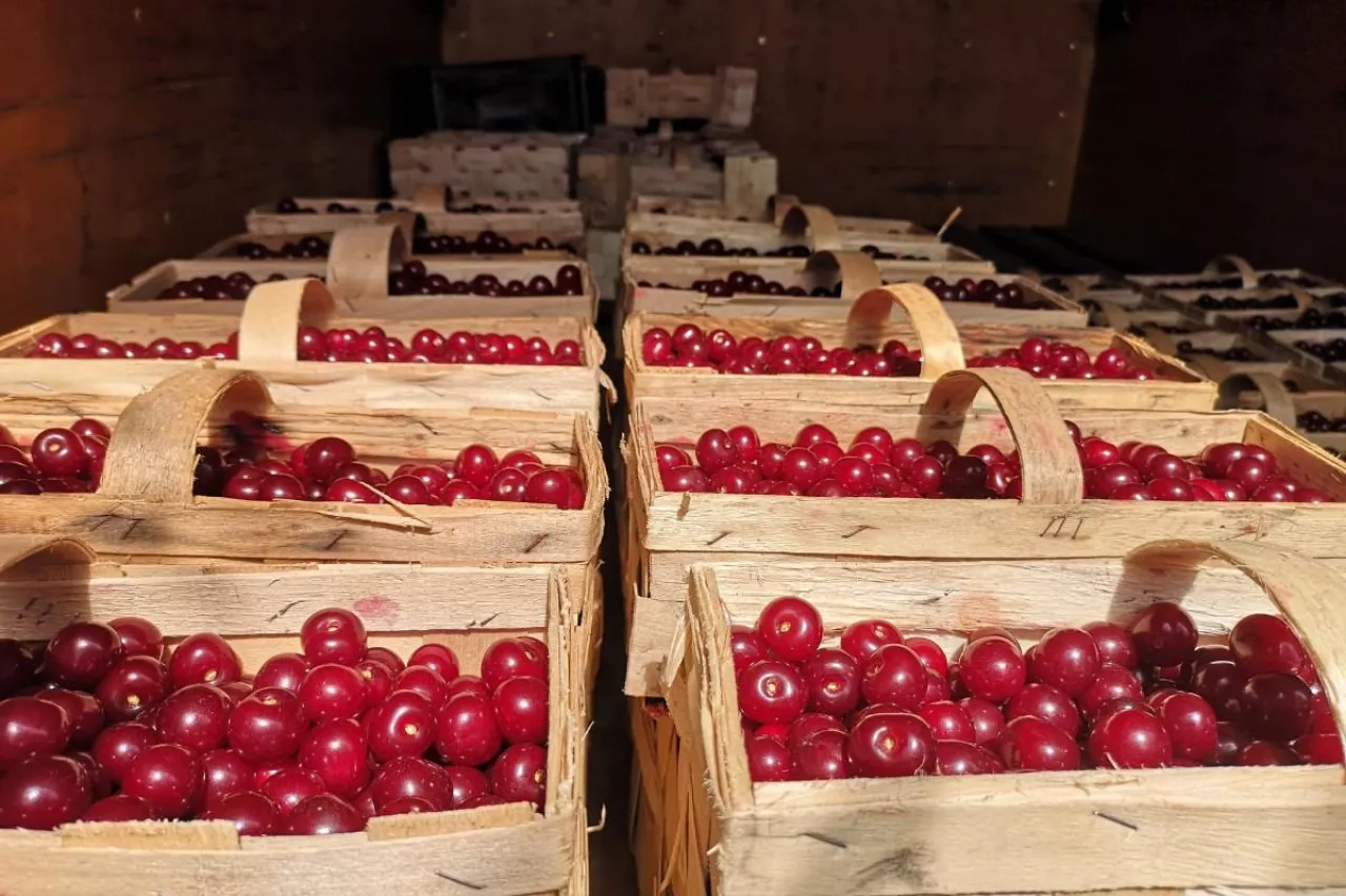 opłacalność sprzedaży wisni na rynkach hurtowych