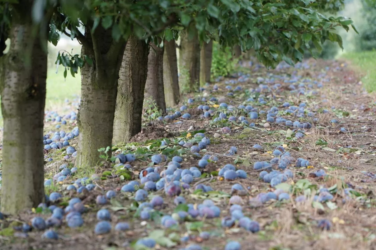 sliwki masowy import