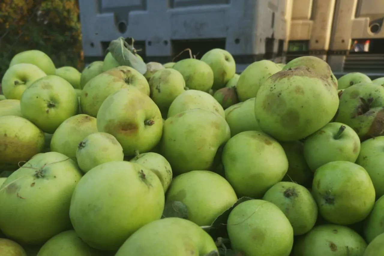 jabłka przemysłowe z przerywki staniały