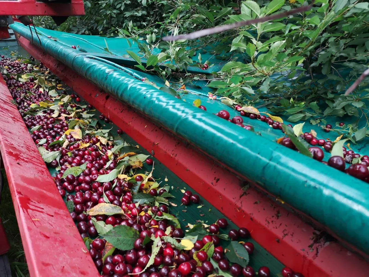 mechaniczny zbiór wiśni