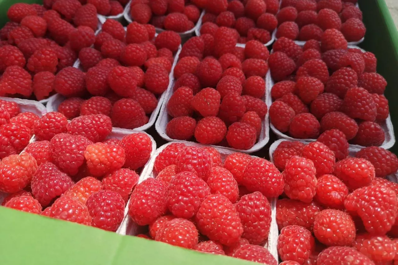 ceny malin w skupie nie byly rekordowe