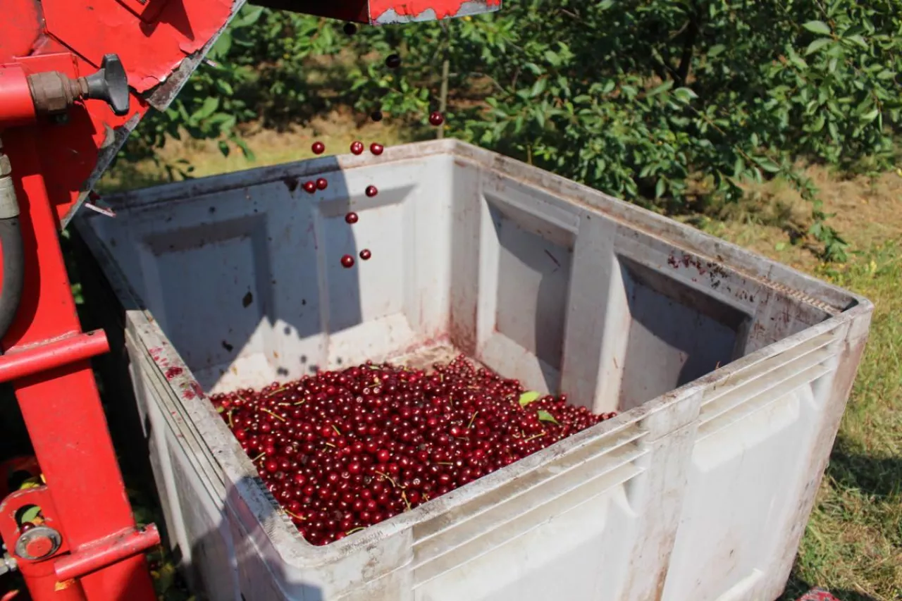 ceny wiśni na tłoczenie i pw