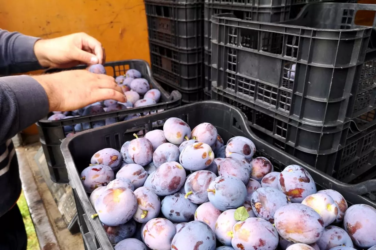 zanizanie cen sliwek w sandomierzu przez samych sadowników