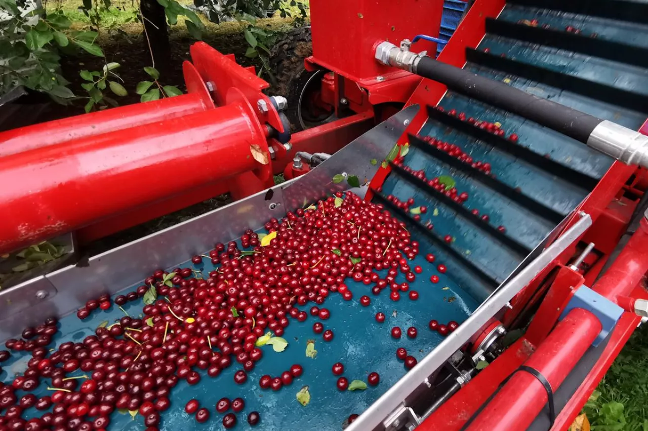 stawki za mechaniczny zbiór wiśni 2022