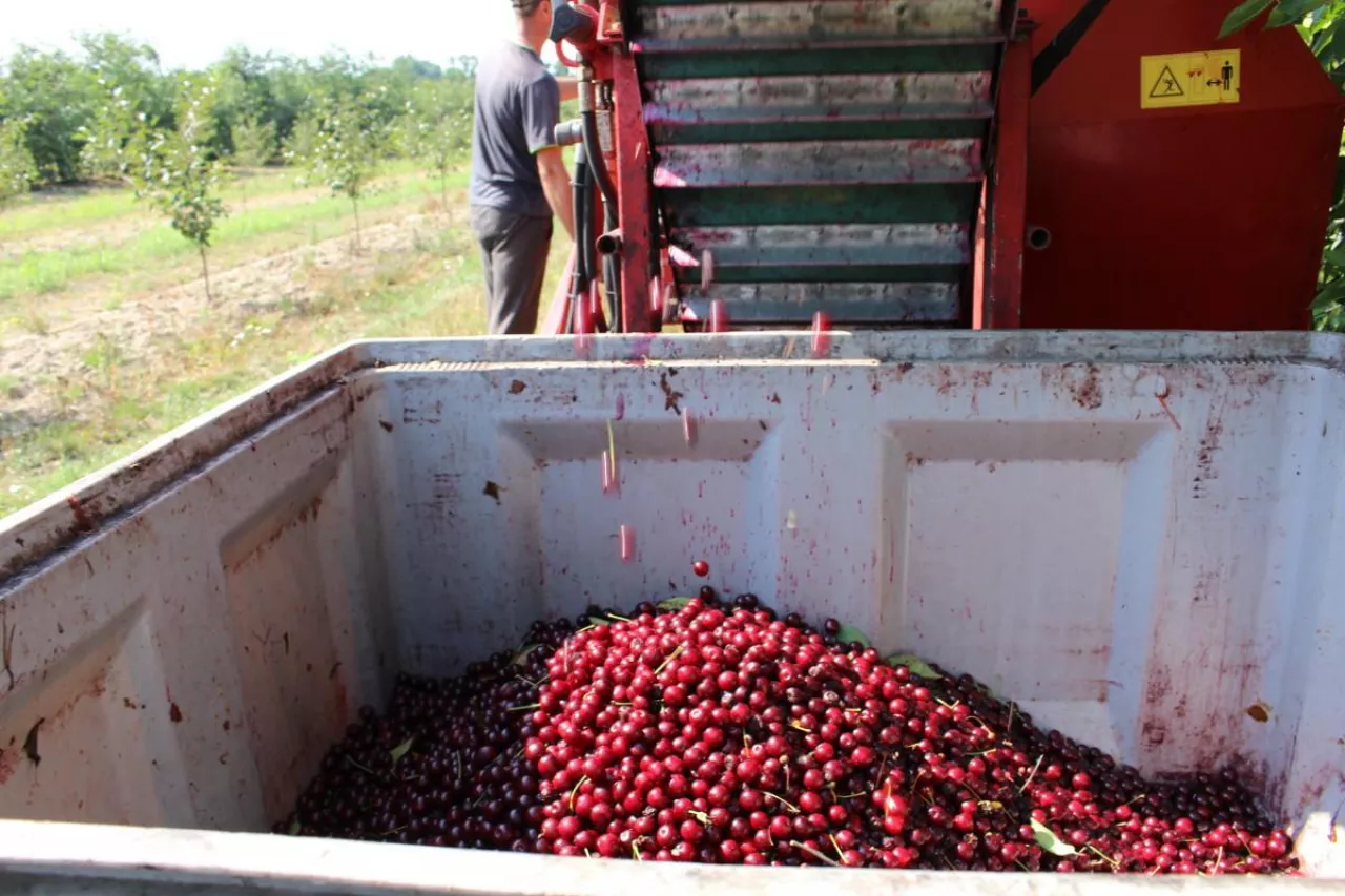 kiedy rozpocznie się skup wisni na tloczenie