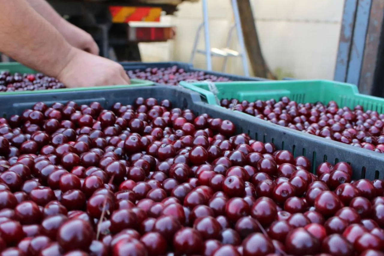 pracownicy do zbioru wiśni