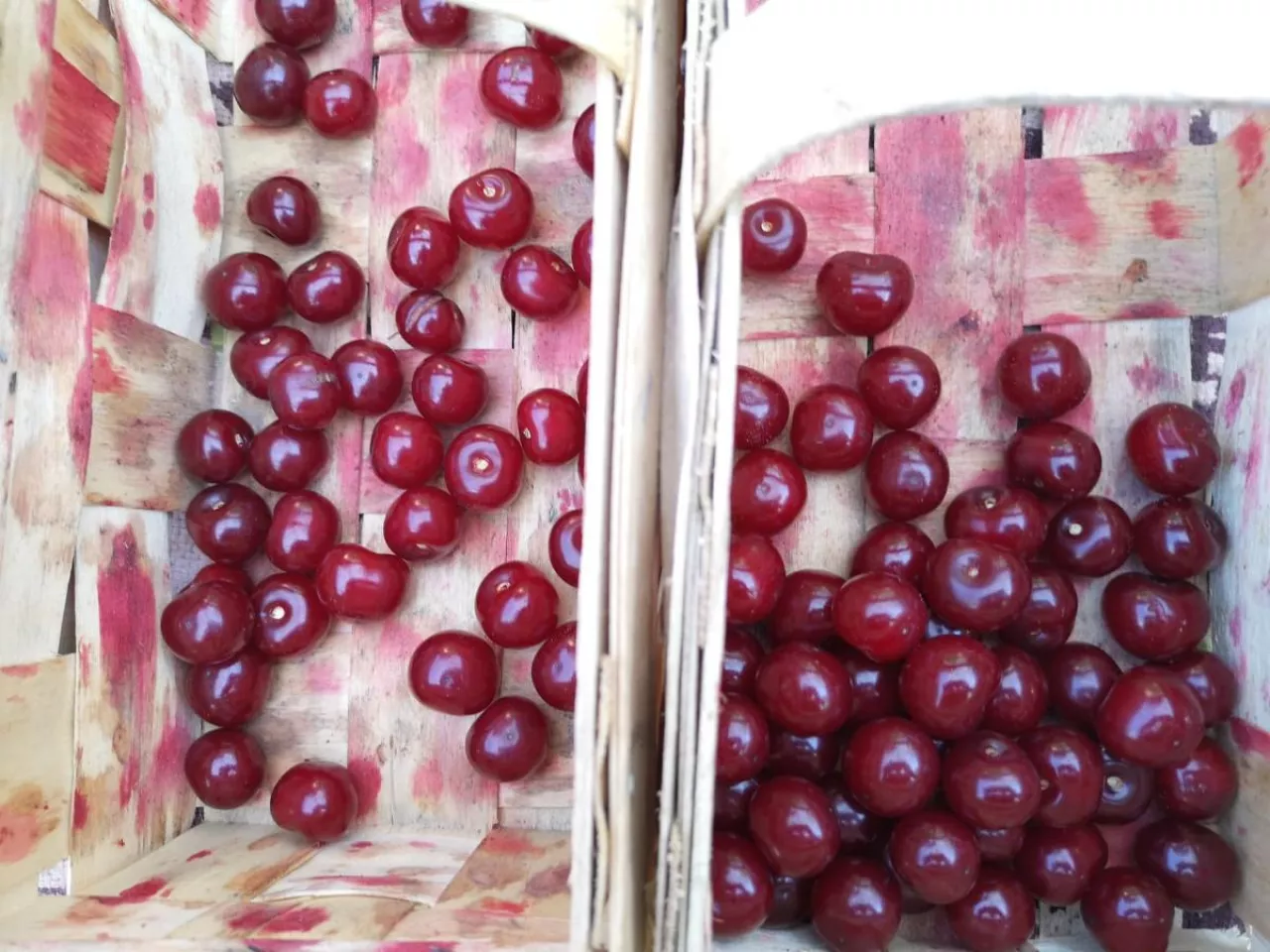 pestki z wiśni na opał