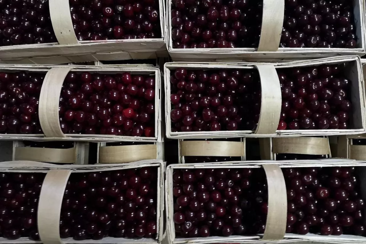 cennik wiśni i owoców 2022