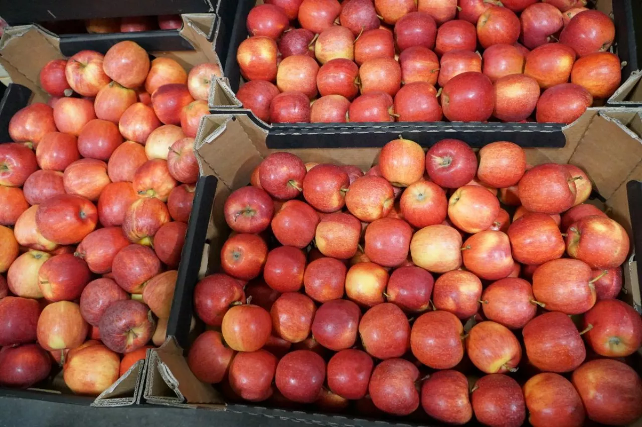 Wyłudzał pieniądze i nie placił za jabłka