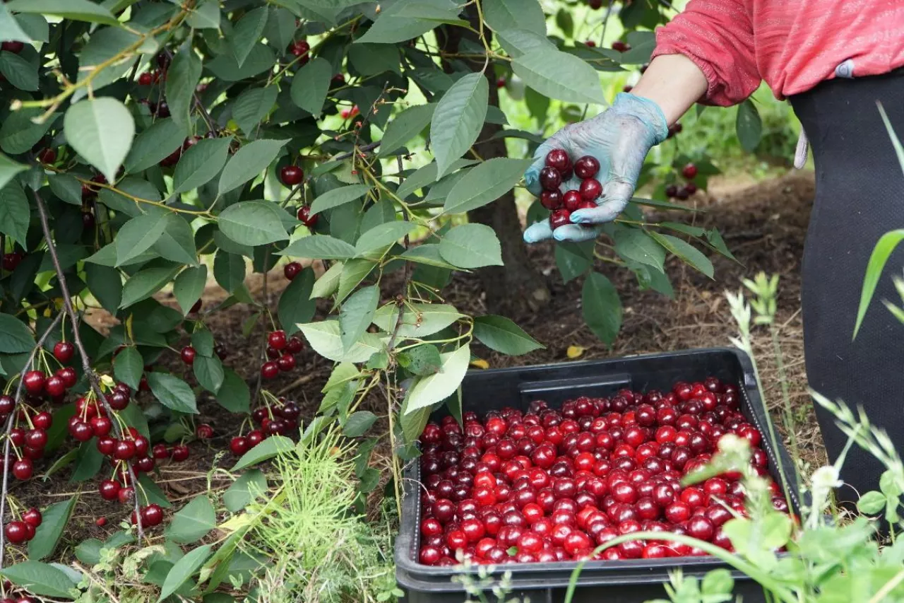 ceny wiśni na skupach 2022