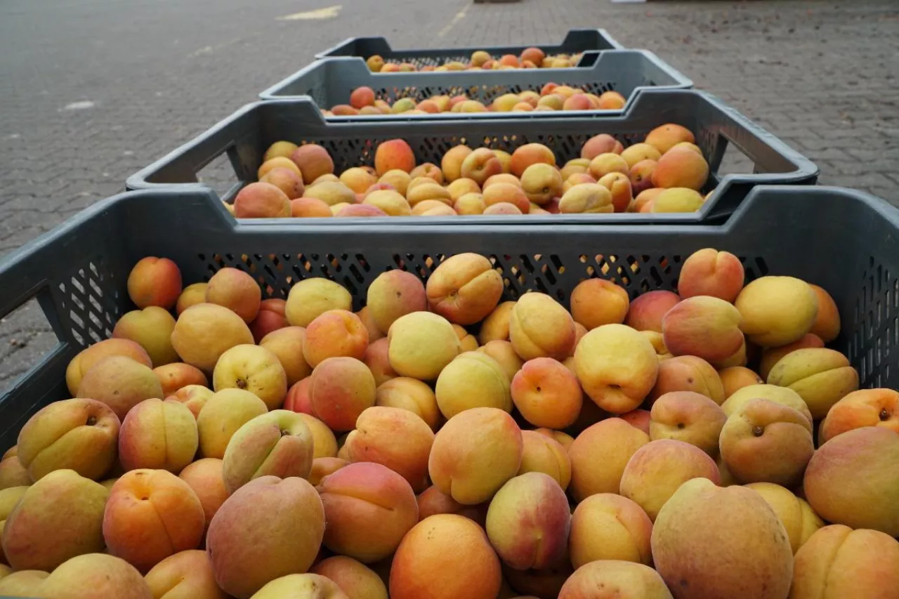 gurtowe ceny owoców relacja z sandomierza