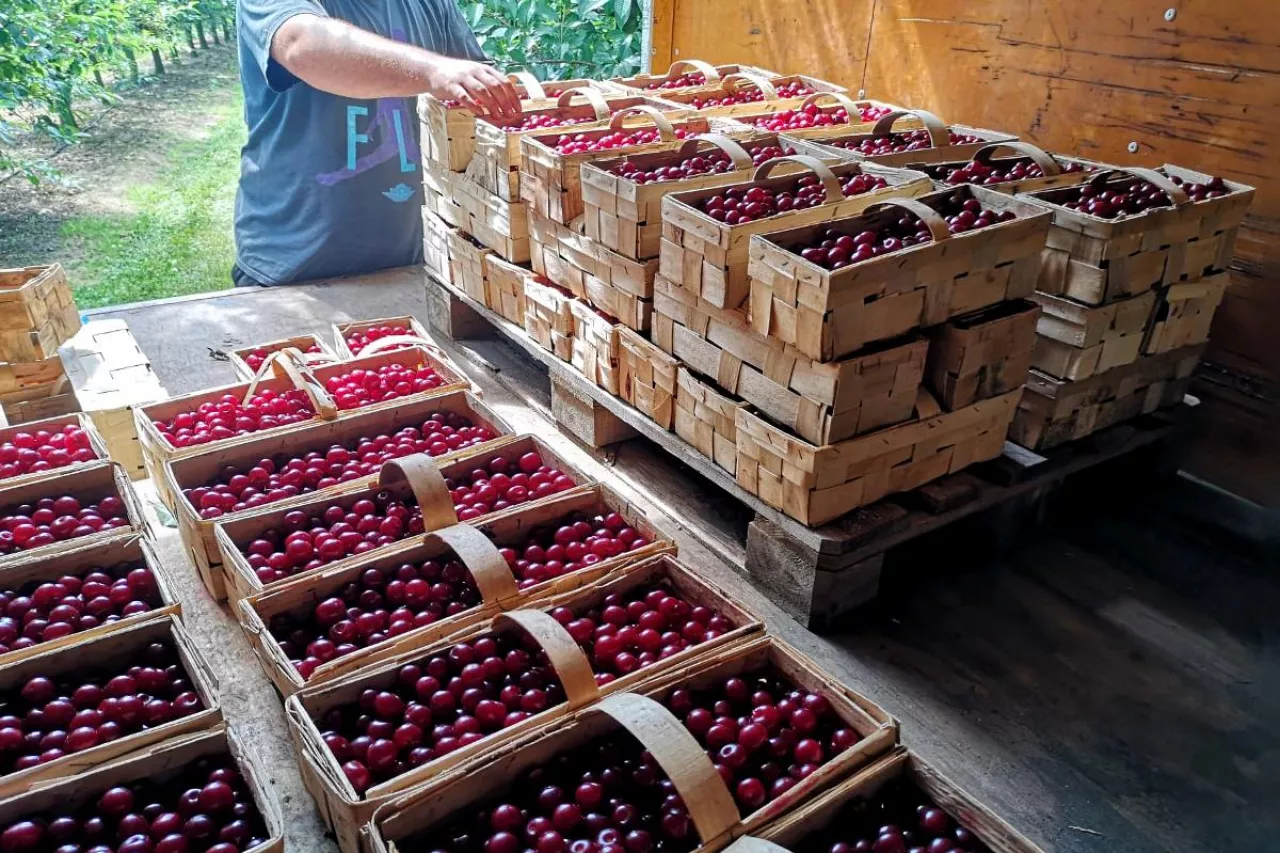 stawki za zbiór wiśni