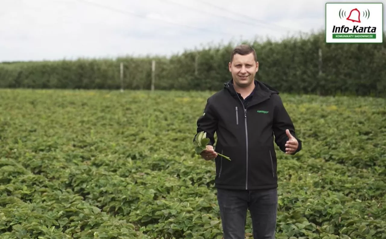Zabiegi pozbiorcze na plantacji truskawek - Tomasz Domański - 13.07.2022