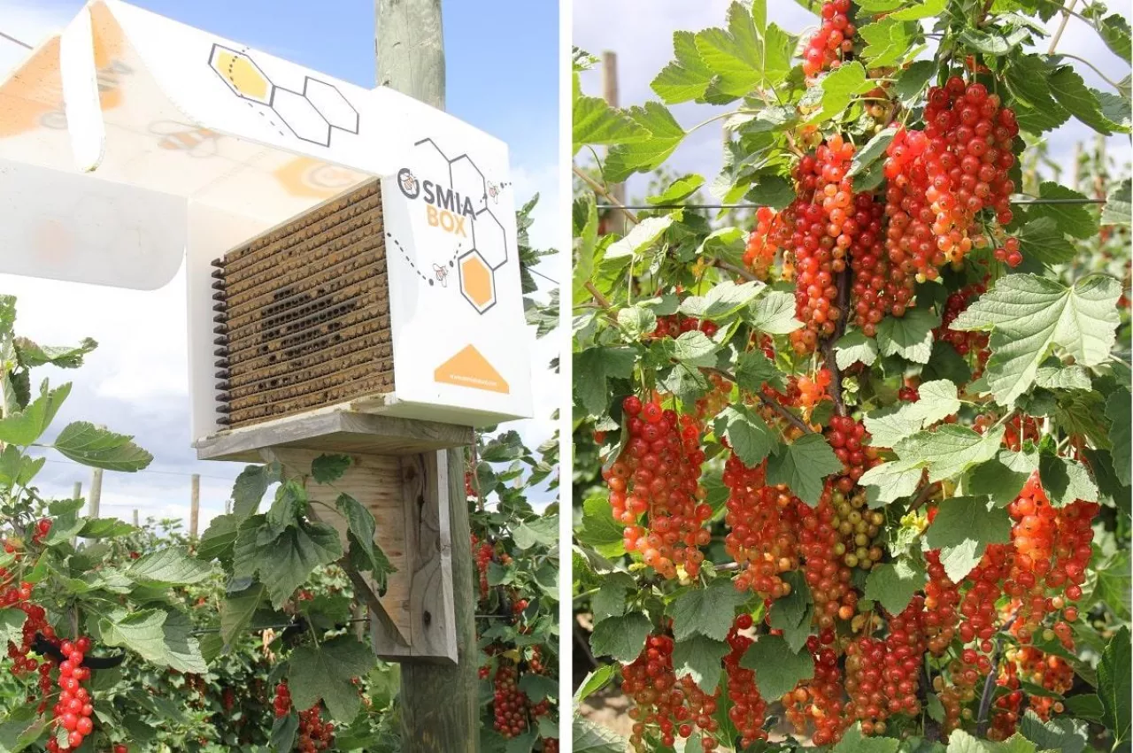 Ule - OsmiaBox - Porzeczkowa Demo Farma na Lubelszczyźnie