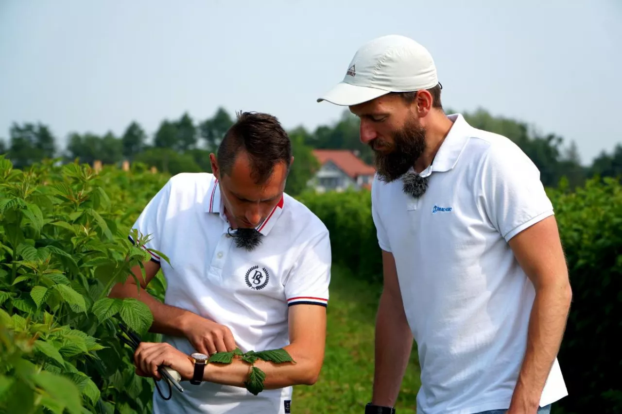 aktuana sytuacja na plantacjach malin
