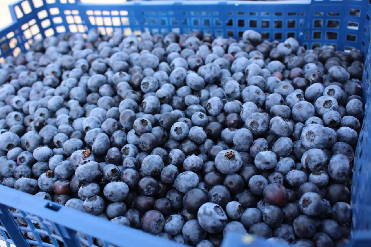 borowka amerykanska ceny skupu