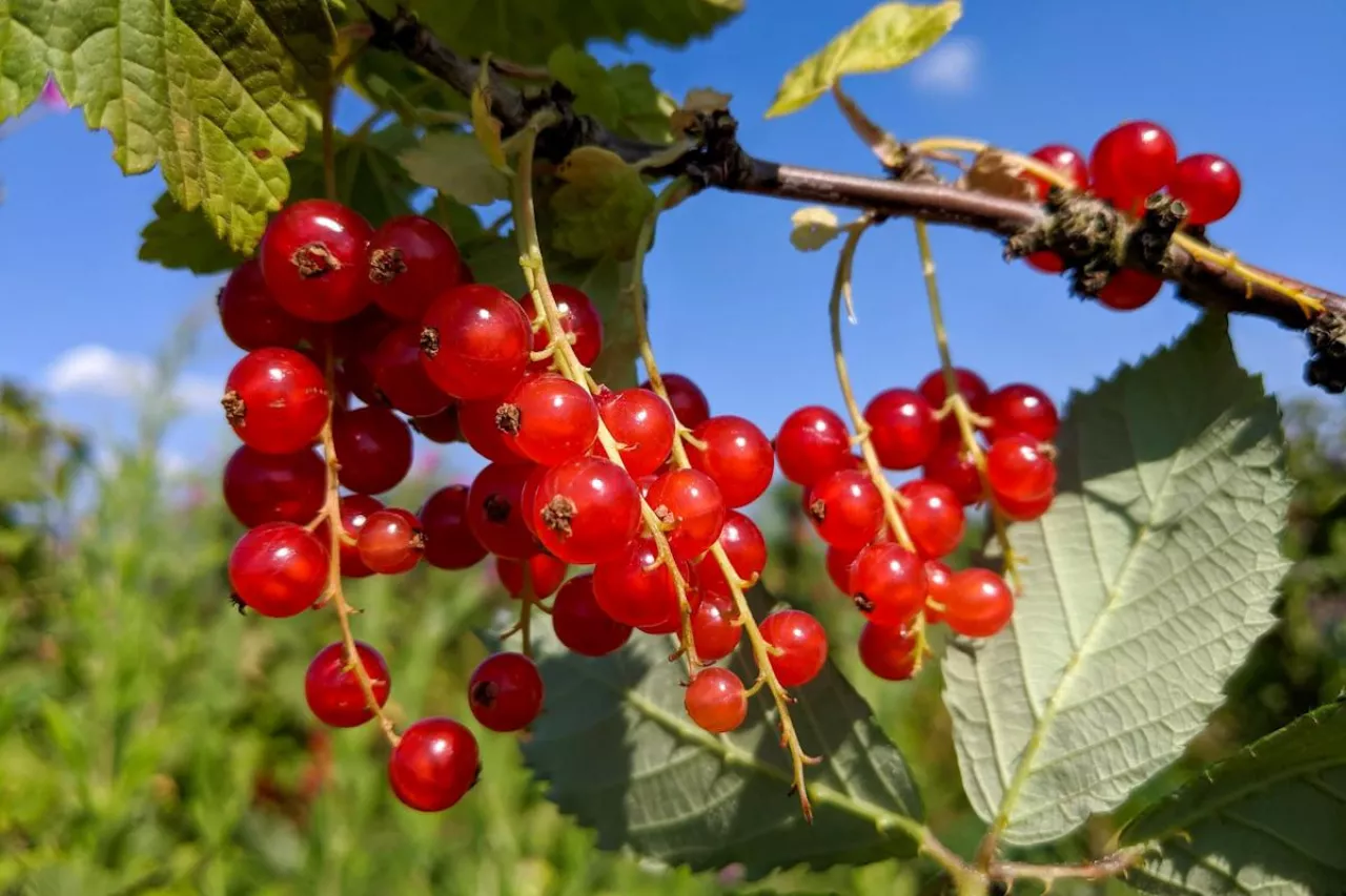 czerwone porzeczki ceny