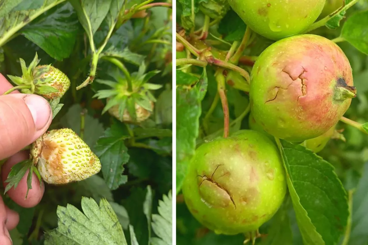 gradobicia w sadach i na plantacjach truskawek w powiecie rawskim