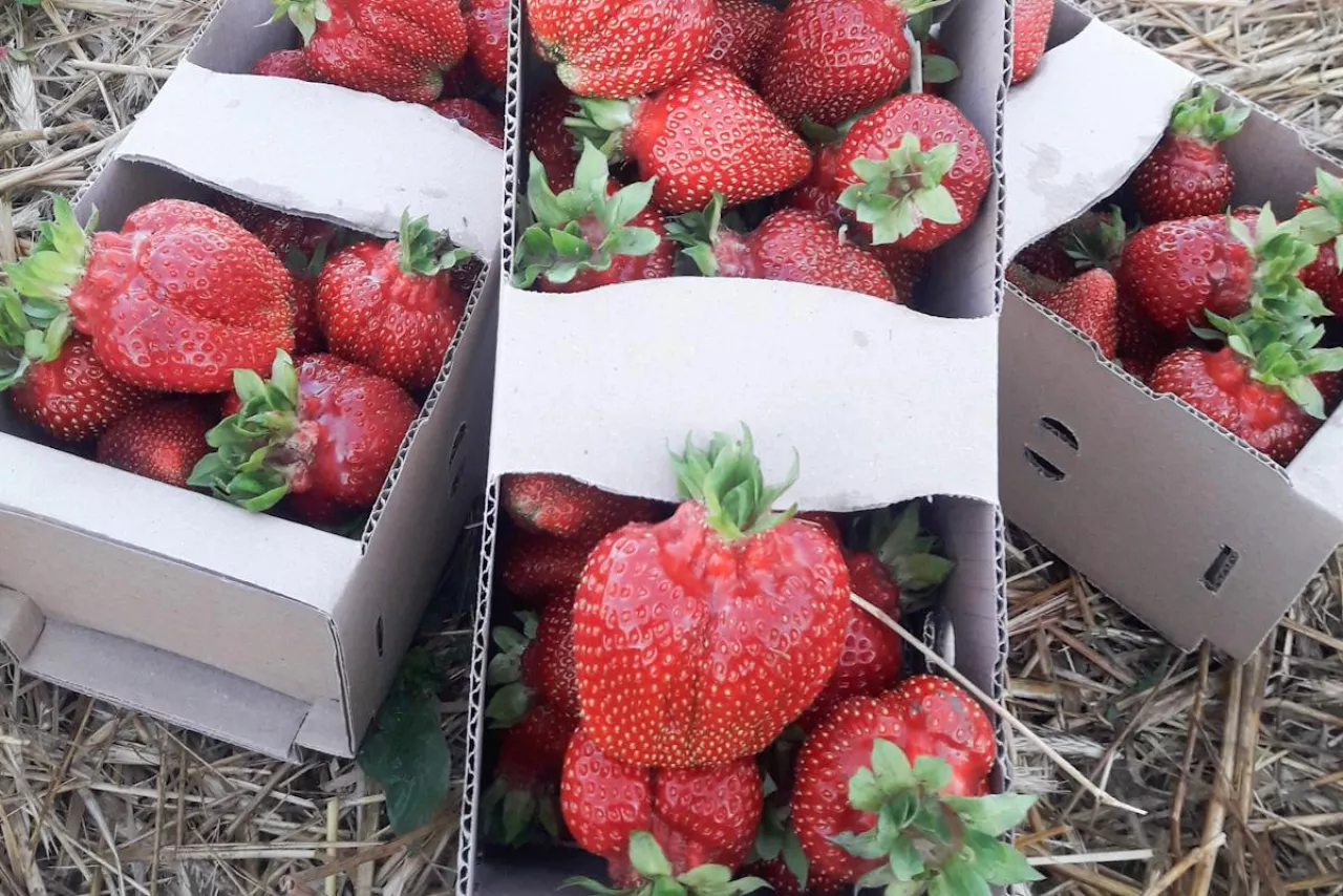 ceny truskawek w hurcie