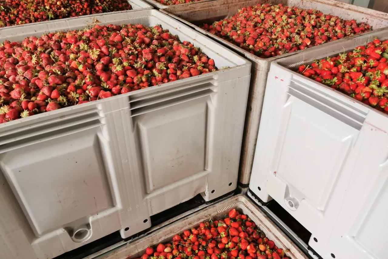 truskawki na tłocznie