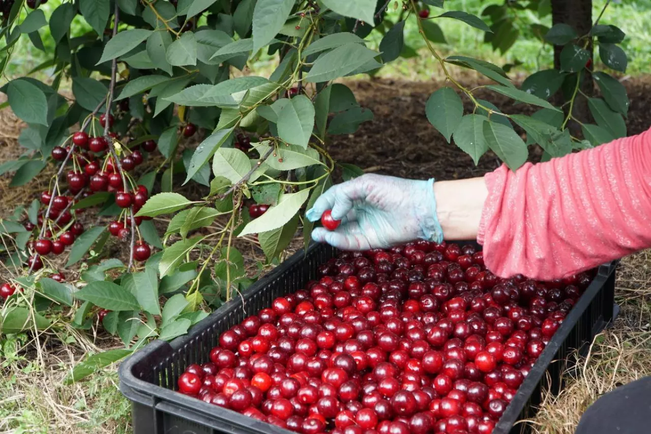 zbiory i ceny wiśni w serbii