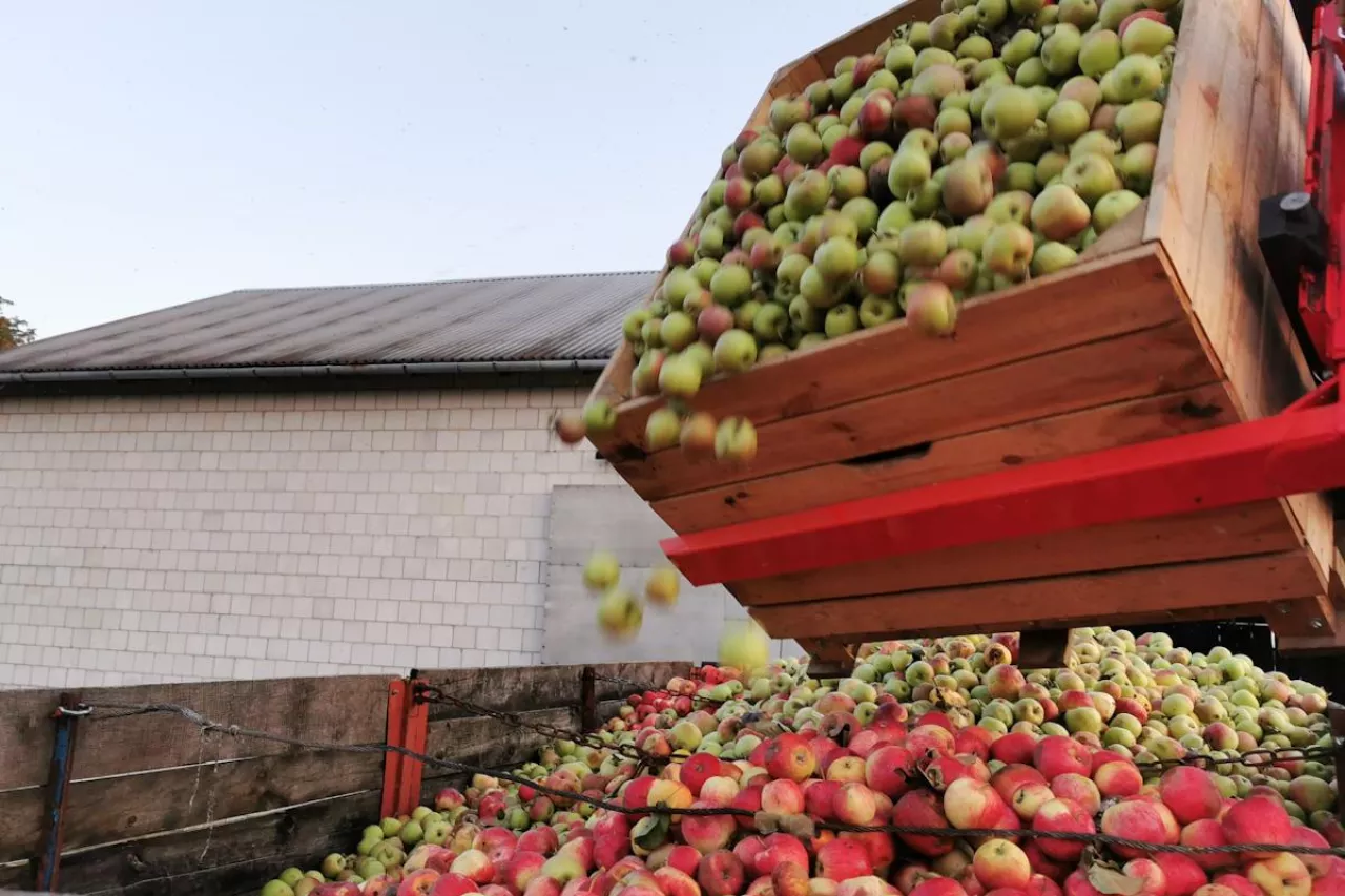 jabłka przemysłowe