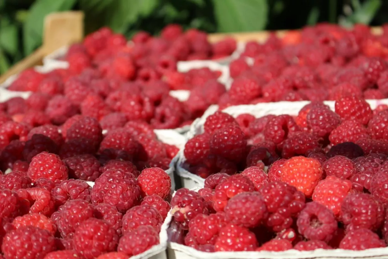 ruszył skup malin przemysłowych