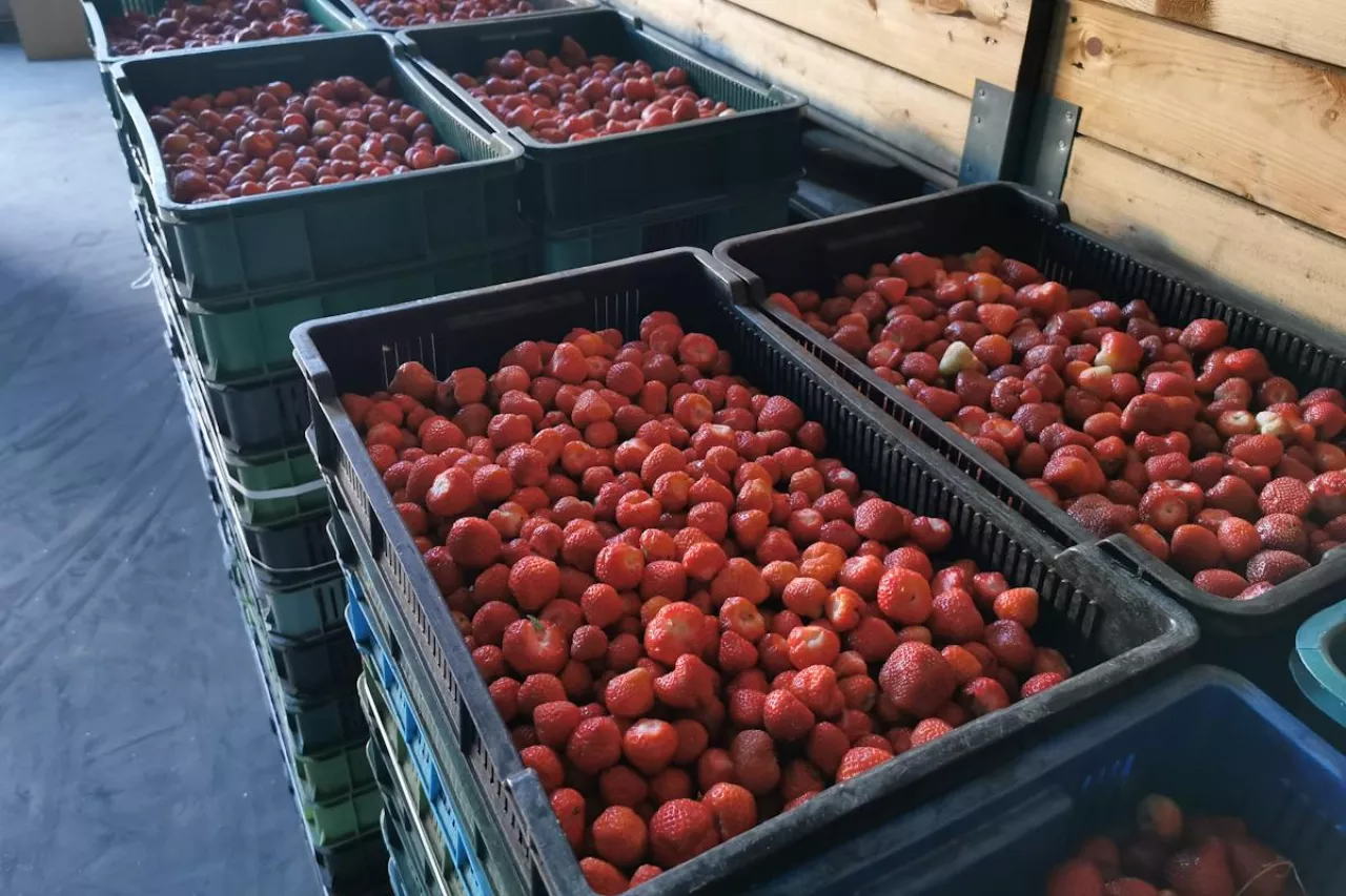 truskawki na mrożenie