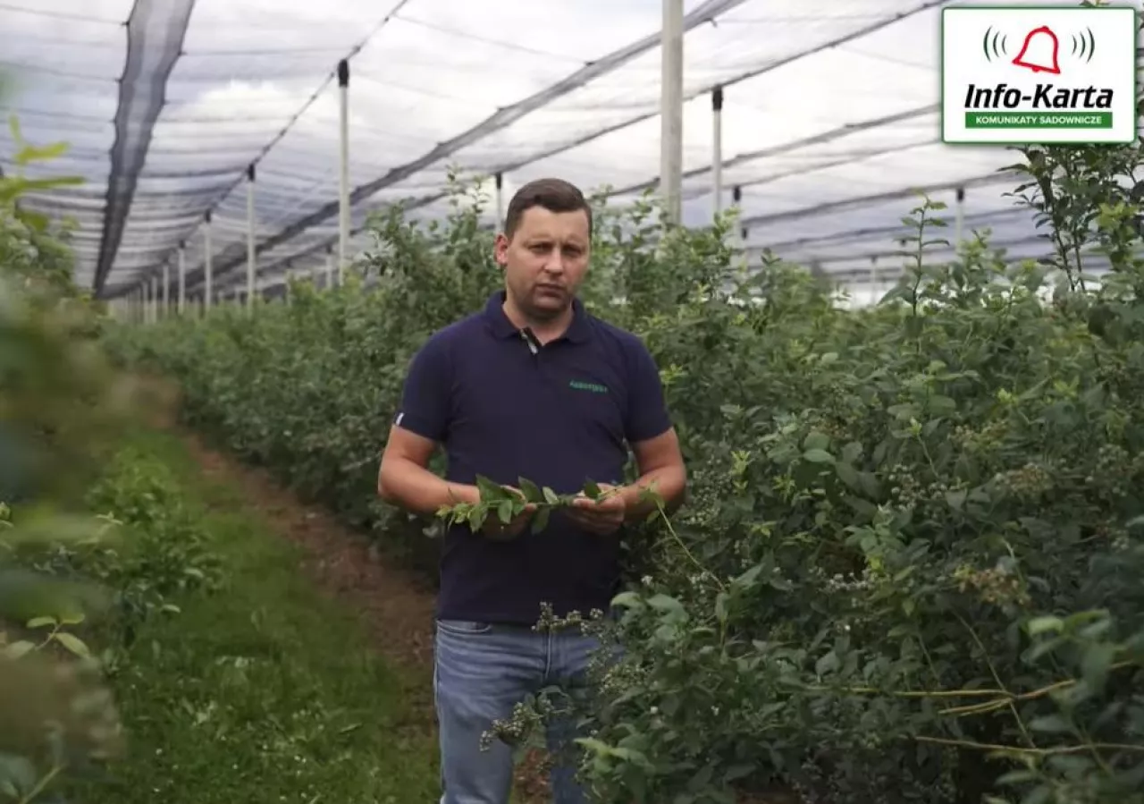 Komunikat borówka Agrosimex - Tomasz Domański