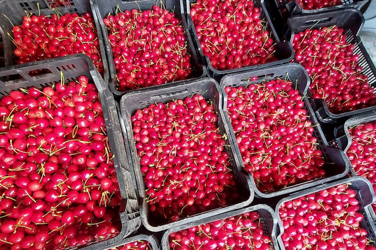 ceny polskiego burlata