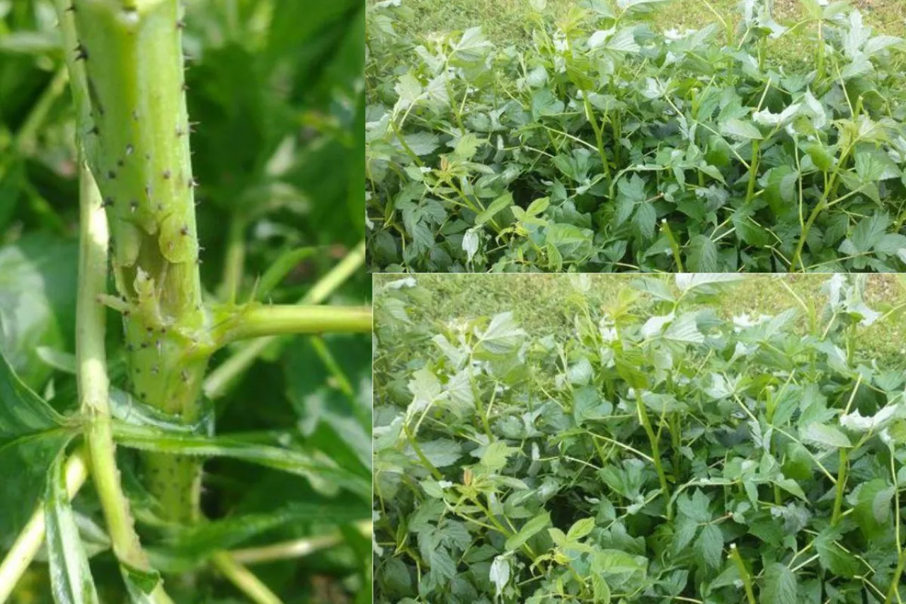 uszkodzone plantacje malin