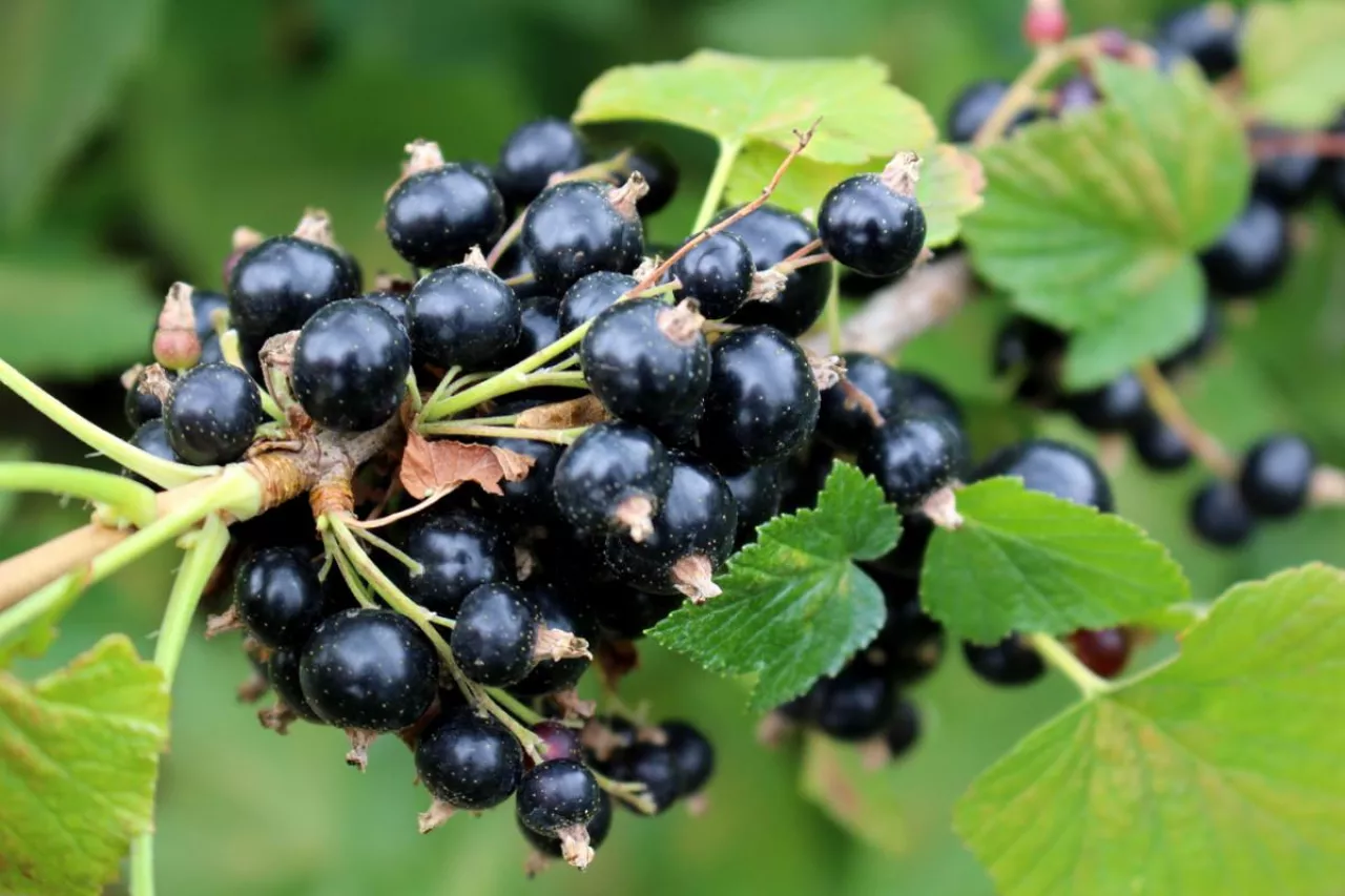 ceny skupu czarnych porzeczek 2022