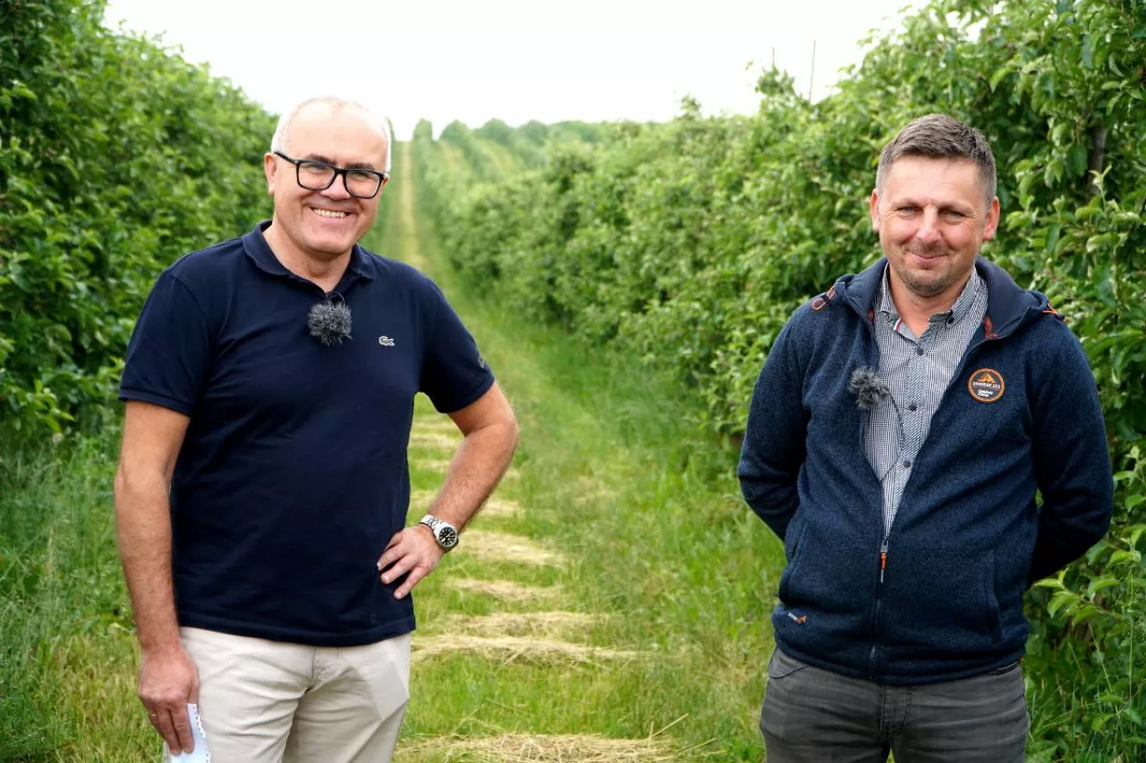 aktualna sytuacja, presja ze strony owocówki jabłkóweczki