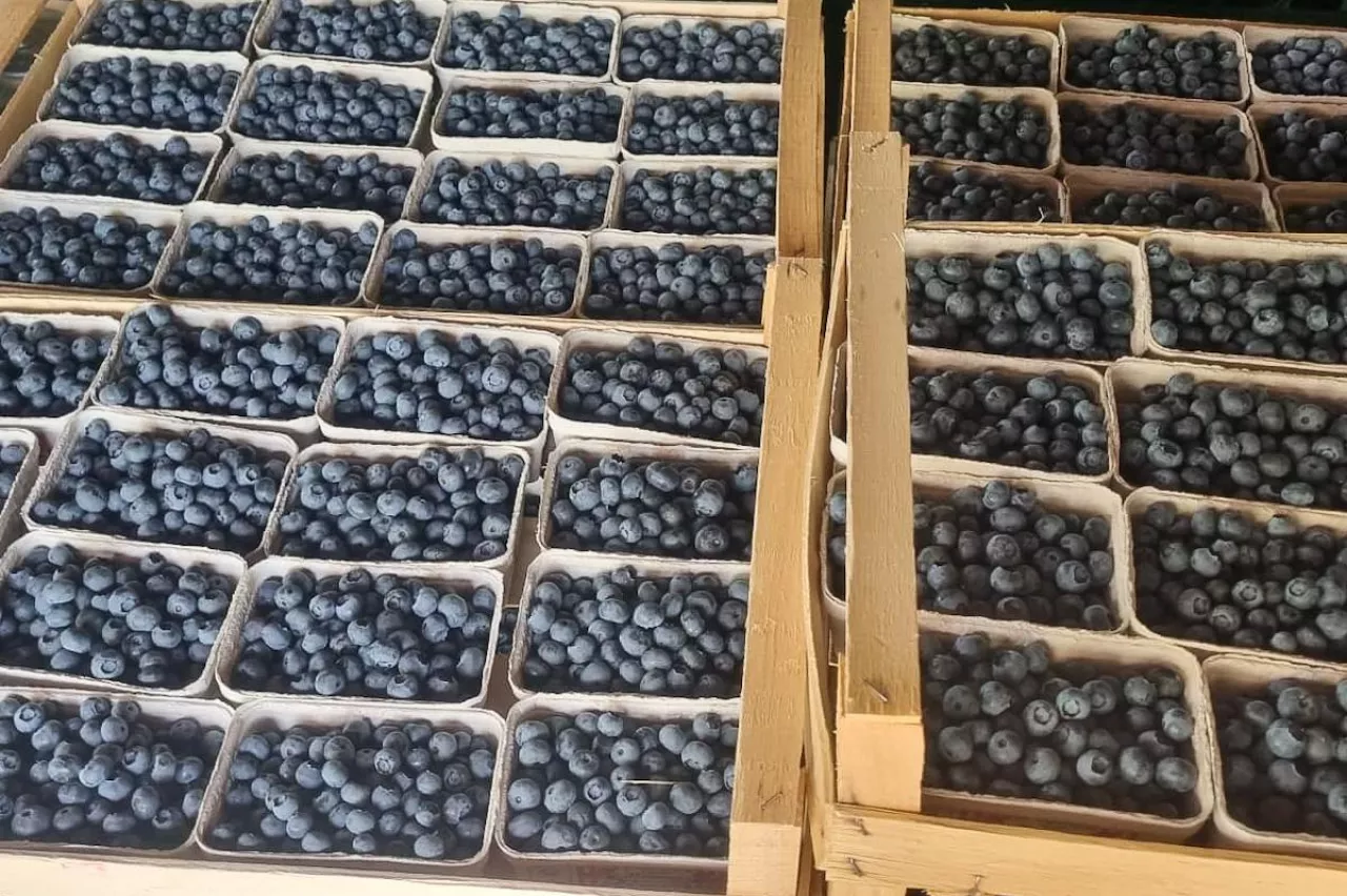 pierwsze ceny polskich borówek