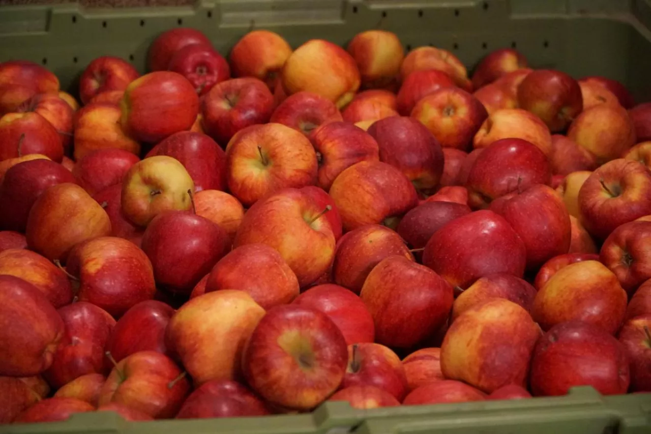 polskie jabłka w chłodniach