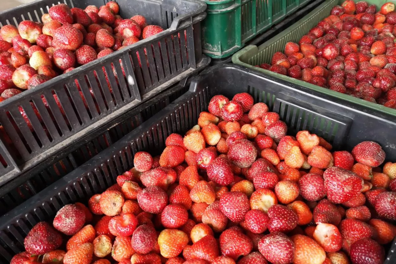 truskawki na mrożenie ceny