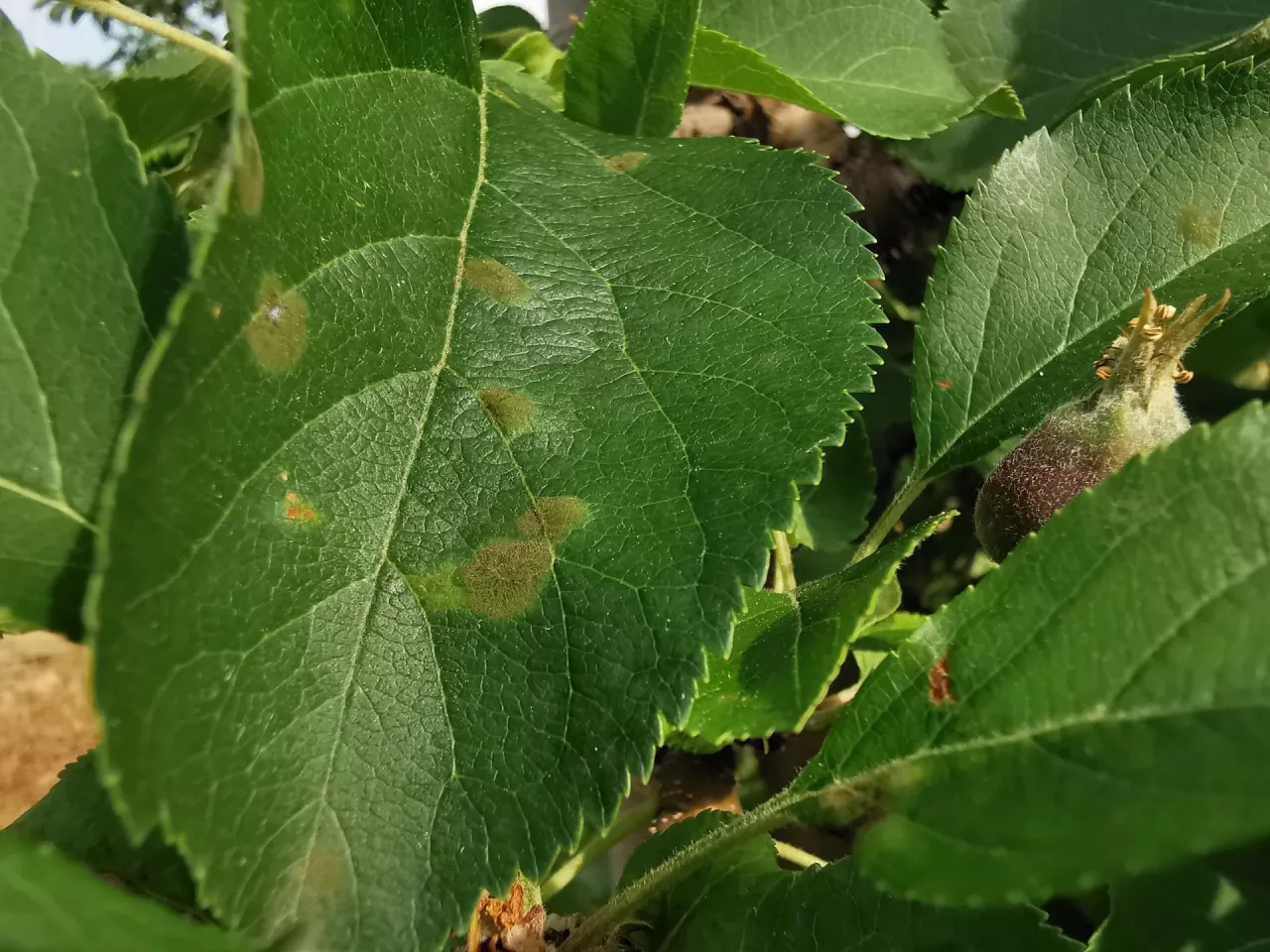 wodorowęglan potasu