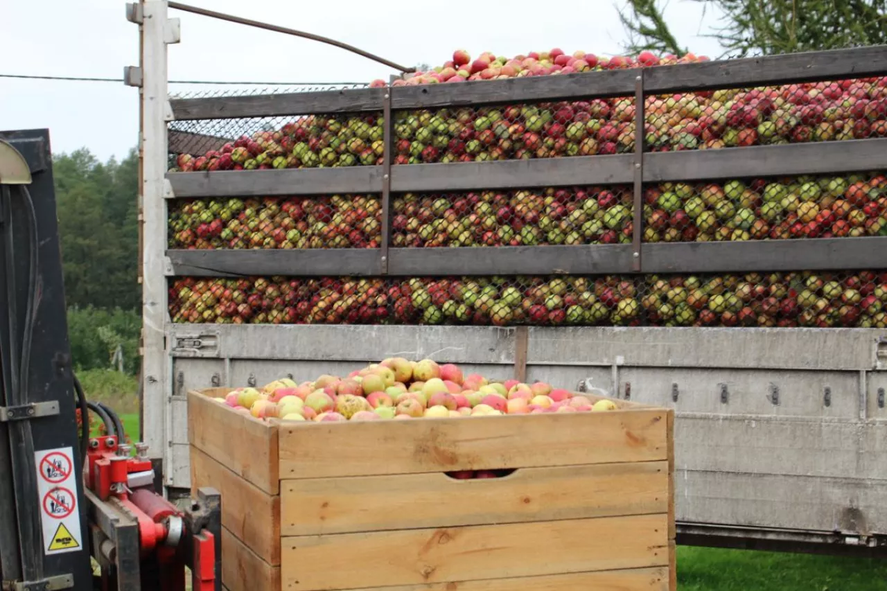 jablka przemyslowe ceny