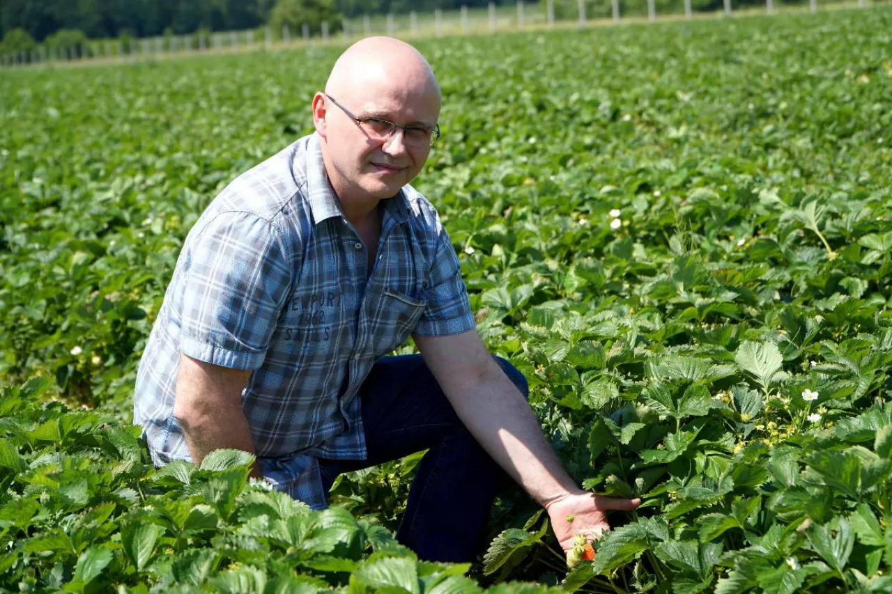 biologiczna ochrona truskawek