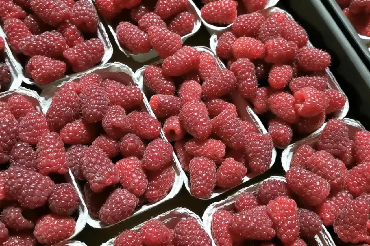 polskie maliny ceny w hurcie