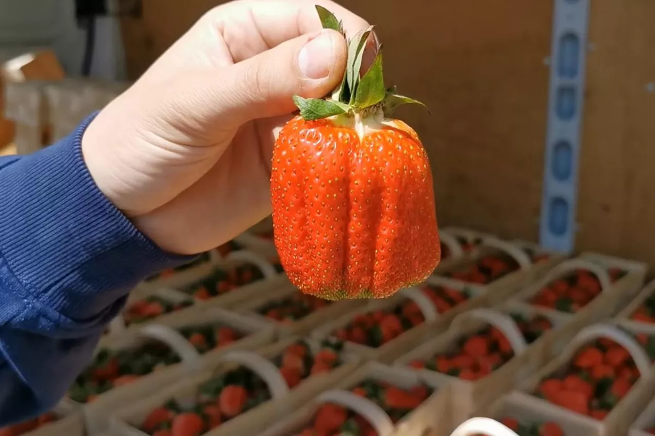 plantacja truskawek jacka witkowskiego