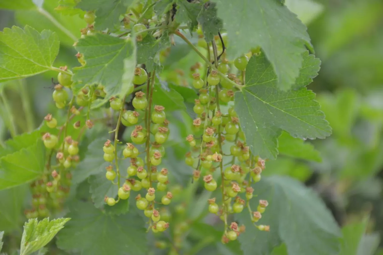 Fot. 3. ‘Rolan’- wzrost zawiązków, BBCH 75 (28.05.2022r.)