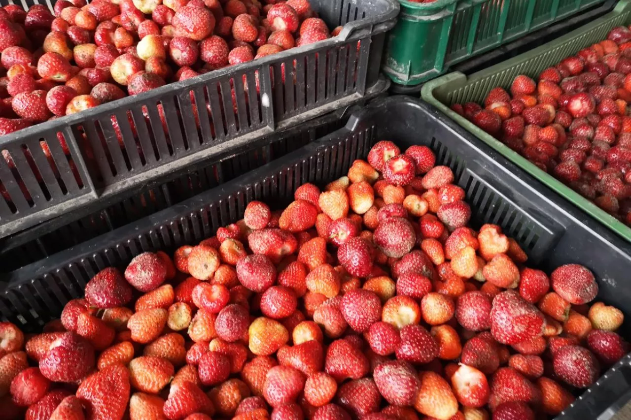 ceny truskawek w skupie 2022