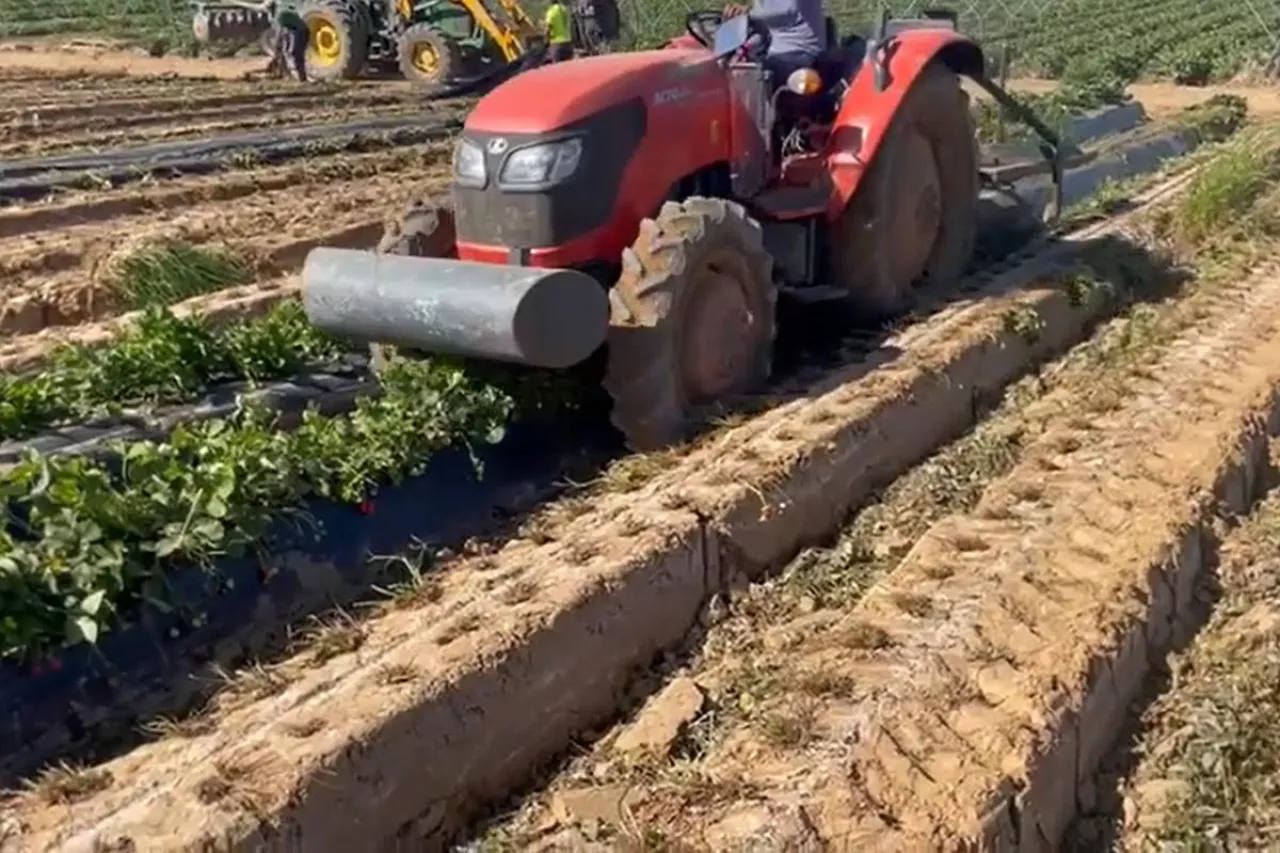 koniec zbiorów truskawek niszczenie plantacji